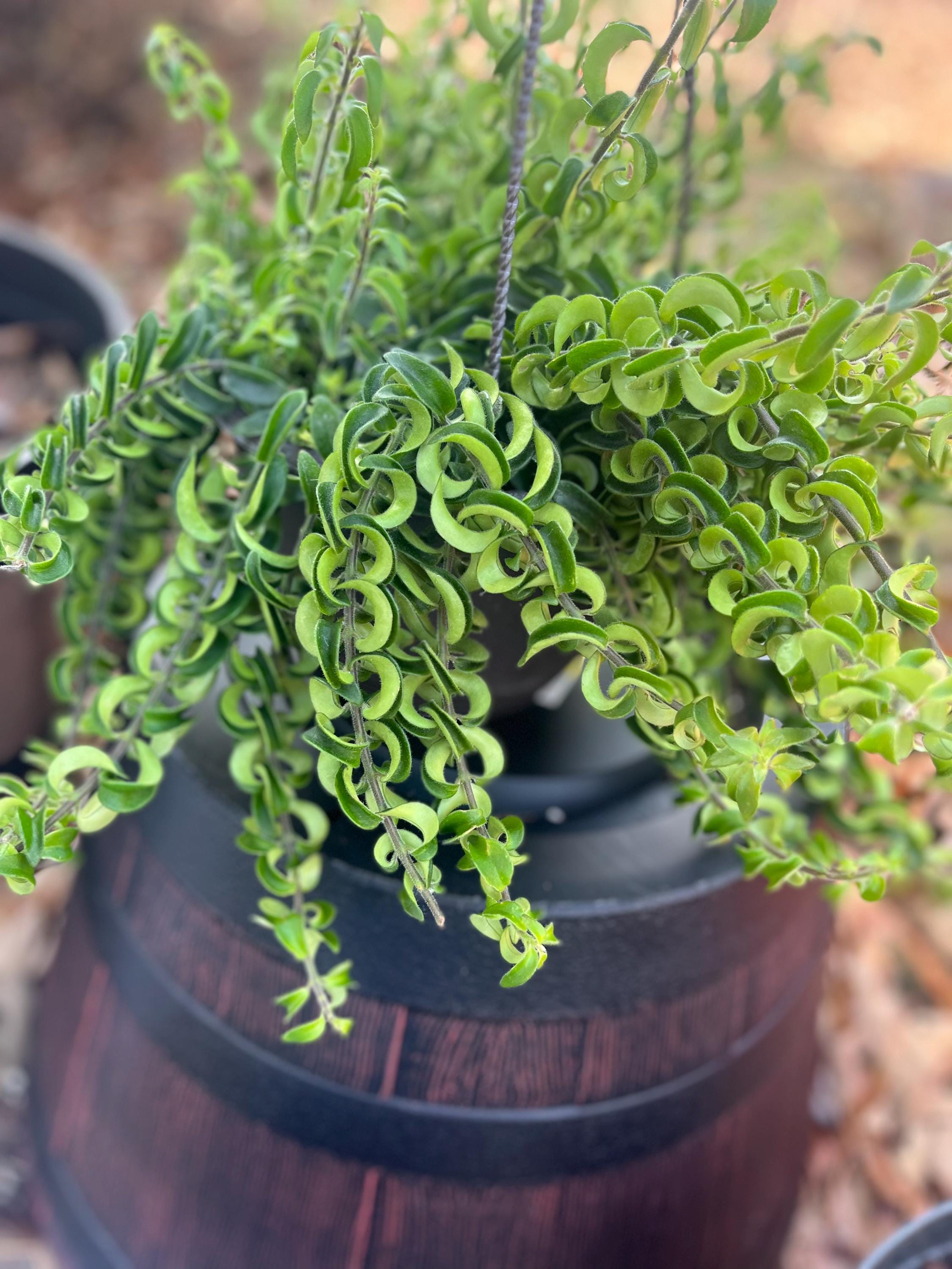 Twister Curly/rasta Lipstick Rooted Starter Plant - RARE Variety