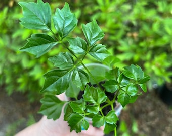China Doll Starter Plants (Radermachera sinica) easy to grow / bright light / low maintenance