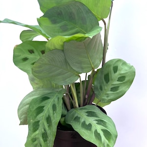 2 Maranta Green Prayer Live Plant Cuttings - Easy to Grow Houseplant (Leuconeura Erythroneura) Bright light plant Tropical Plant