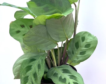 Maranta Rabbit Tracks Prayer Plant Cuttings / easy to grow / beginner plant / low maintenance