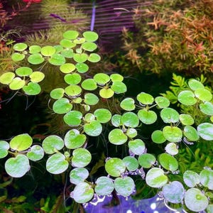 May include: Close-up of aquatic plants with small, round, bright green leaves floating on the water's surface. The leaves are arranged in clusters, creating a textured pattern. The water is dark, with other aquatic plants in the background.