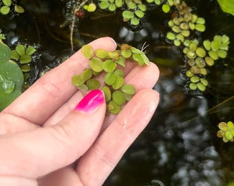 10 Floating Salvinia Aquatic Plants / turtle food / low light / easy to grow / fish tank live plants