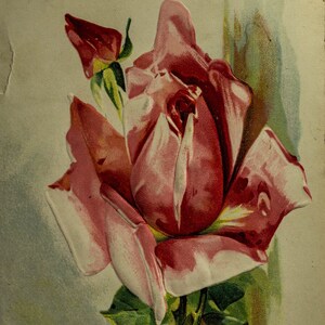 Hermosa rosa rosada en postal antigua: escritura en el reverso con sello de Ben Franklin