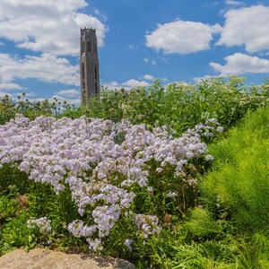 May include: A scenic outdoor shot featuring a stone tower rising above a vibrant garden. The foreground is filled with lush greenery and clusters of light purple flowers. The sky is a bright blue with fluffy white clouds.