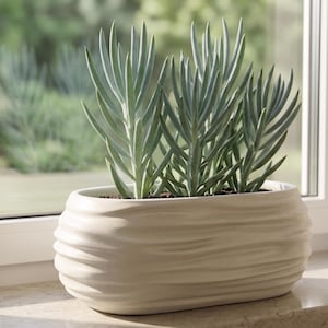 May include: A light-colored, oval-shaped ceramic planter with a textured, wave-like design, holding a succulent plant with blue-green, finger-like leaves. The planter sits on a windowsill with a blurred outdoor background.