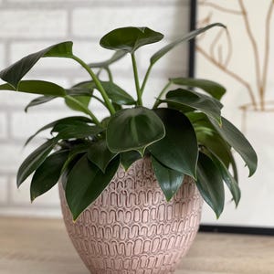 Può includere: Una pianta da interno con foglie verde scuro in un vaso di ceramica rosa chiaro e strutturato. Il vaso presenta un motivo ripetuto di linee curve. La pianta è su una superficie di legno, con un muro di mattoni bianchi sullo sfondo.