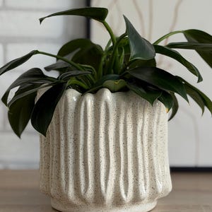 Puede incluir: Una maceta de cerámica color crema con acabado moteado y diseño de costillas verticales. La maceta contiene una exuberante planta verde con hojas grandes y verde oscuro. La maceta está sobre una superficie de madera, con un fondo neutro.