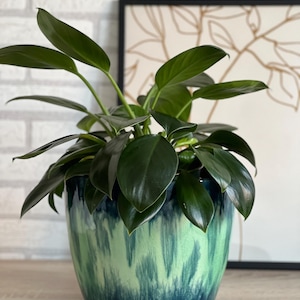 Può includere: Una pianta da interno con foglie verde scuro in un vaso di ceramica. Il vaso è smaltato in tonalità di blu e verde con un effetto di vernice strutturato e gocciolante. Una stampa botanica incorniciata è sullo sfondo.