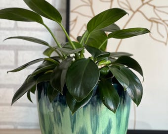 May include: A potted houseplant with dark green leaves sits in a ceramic pot. The pot is glazed in shades of blue and green with a textured, dripped paint effect. A framed botanical print is in the background.