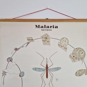 Grafico scolastico vintage - Ciclo della malaria