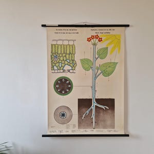 Vintage-Wandtafel für die Biologieschule – Wurzel-, Stamm- und Blattstruktur