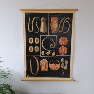 Poster della Scuola Anatomica - Parassiti intestinali