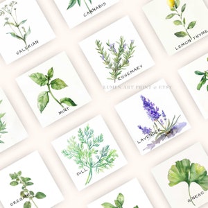 Puede incluir: Ilustraciones de acuarela de varias hierbas y plantas, incluyendo romero, menta, lavanda, eneldo, orégano, tomillo limón, valeriana, cannabis y ginkgo. Las ilustraciones están sobre fondos blancos con etiquetas de texto negras.