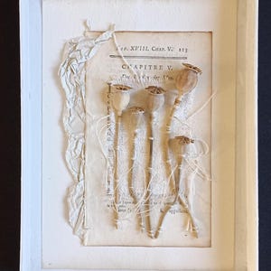 Original collage and herbarium