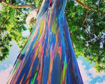 Spiritual Court and Cord Reading. Si hablo español