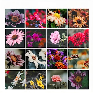 Op de afbeelding: Een collage van 16 verschillende bloemenafbeeldingen. De bloemen zijn in verschillende kleuren, waaronder roze, rood, wit, geel en paars. De bloemen zijn in een rasterpatroon gerangschikt.