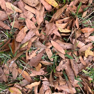 May include: A close-up image of a pile of brown, dried leaves on a bed of green grass.