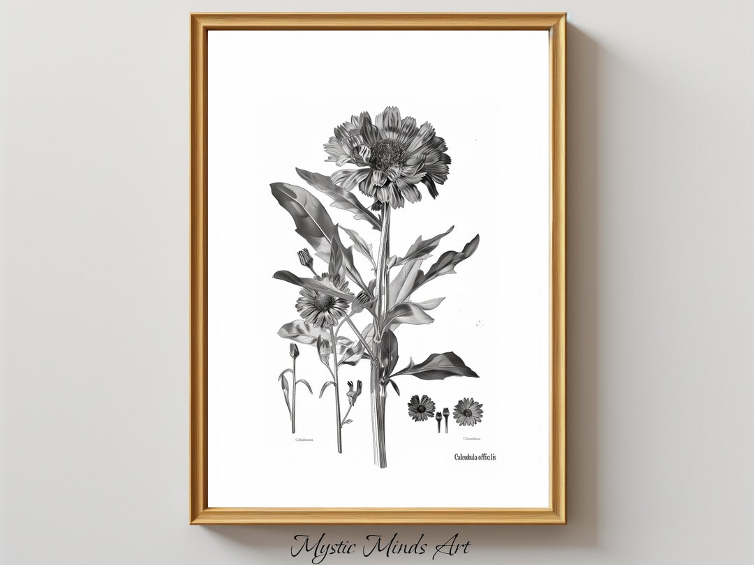 Monochrome Calendula: Botanical Engraving of Calendula Officinalis ...