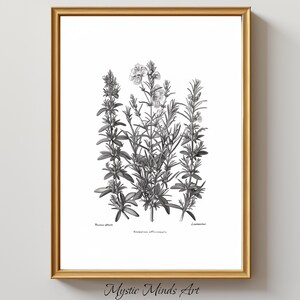 Rosmarinus Officinalis, Rosemary Engraving, Botanical Art, Monochrome, Minimalist Decor, Printable Art, Digital Art, Home Decor, Wall Art