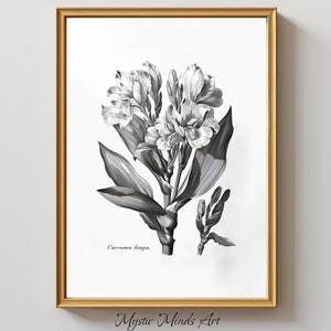Peut inclure: Illustration botanique en noir et blanc d'une plante de Curcuma longa avec plusieurs fleurs et feuilles. La plante est représentée dans un style réaliste avec des ombres et des textures détaillées.