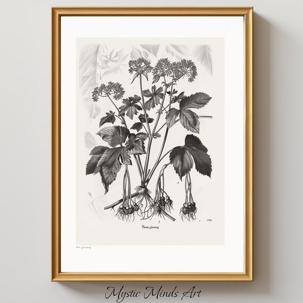 Botanical Harmony: Panax Ginseng Engraving. Panax Ginseng engraving print, fine lines, detailed botanical art. PRINTABLE DIGITAL ART