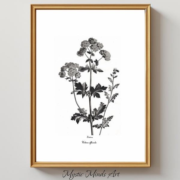 Groene herinneringen: vintage botanische gravure. Vintage botanische gravure van Verbena officinalis. Rustieke kunst aan de muur. AFDRUKBARE DIGITALE KUNST