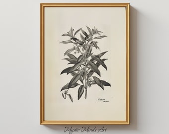 Élégance botanique : Zingiber Officinale (gingembre) gravure botanique vintage. Beauté monochrome. Art botanique. ART NUMÉRIQUE IMPRIMABLE