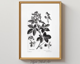 Monochrome Crataegus: Vintage botanical engraving of Crataegus laevigata (Midland Hawthorn). Monochrome artwork.  PRINTABLE DIGITAL ART