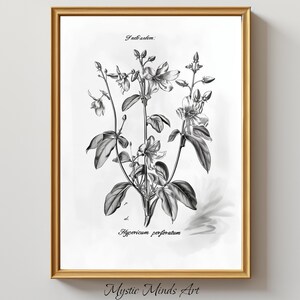 Hypericum Perforatum, St. John&#39;s Wart, Botanical Art, Vintage Art, Ink Drawing, Black & White, Printable Art, Digital Art, Home Decor, Wall