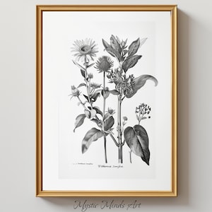 Dreamy Nightshade: Contemporary Botanical Engraving. Withania somnifera (Ashwagandha) in monochrome elegance. PRINTABLE DIGITAL ART