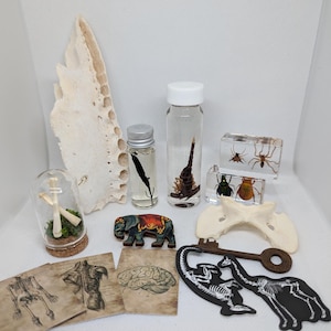 Oddity Oddball Mystery Box