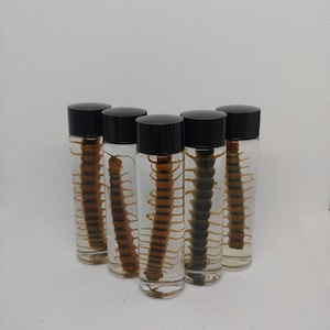 Wet Specimen Centipede | Oddities and Curiosities
