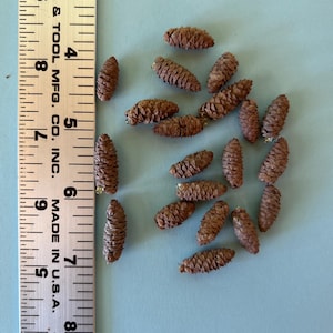 May include: A collection of small, brown, elongated conifer cones scattered next to a metal ruler. The ruler shows the cones range in length from approximately 0.5 inches to 1 inch. The cones have a textured, scaly surface and a cylindrical shape.