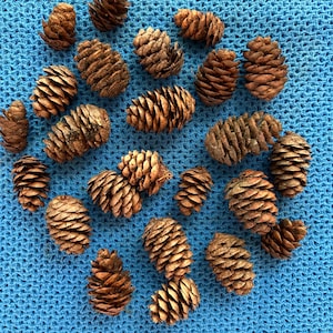 May include: A collection of twenty-one small, brown, woody pine cones scattered across the frame. Each pine cone features a distinct, layered, and textured scale pattern, showcasing natural variations in shape and size among the individual units.