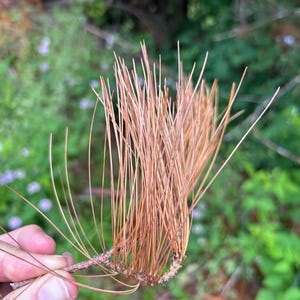 May include: A cluster of dried, light brown pine needles attached to a small, woody twig. The needles are thin, long, and brittle, radiating outward from the central stem in a fan-like arrangement, showcasing a natural, weathered texture.
