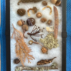 May include: A rectangular black frame containing a collection of natural specimens on a white fibrous background, including various pinecones, acorns, dried twigs, a long seed pod, a small snail shell, lichen, and evergreen foliage.