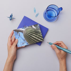 Lot de cartes postales cactus