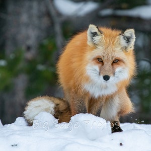 Red Fox, Grand Teton National Park, Tetons, Snow, Winter, Predator, Wyoming