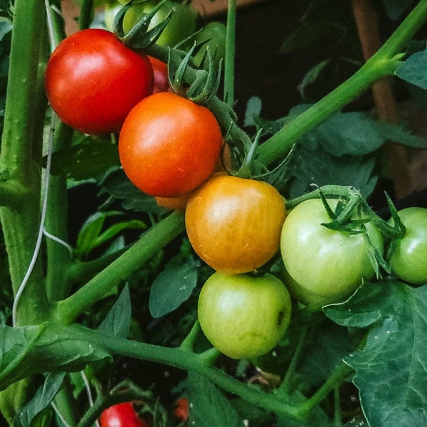 Organic Campari Tomato Seeds-packed for 2024