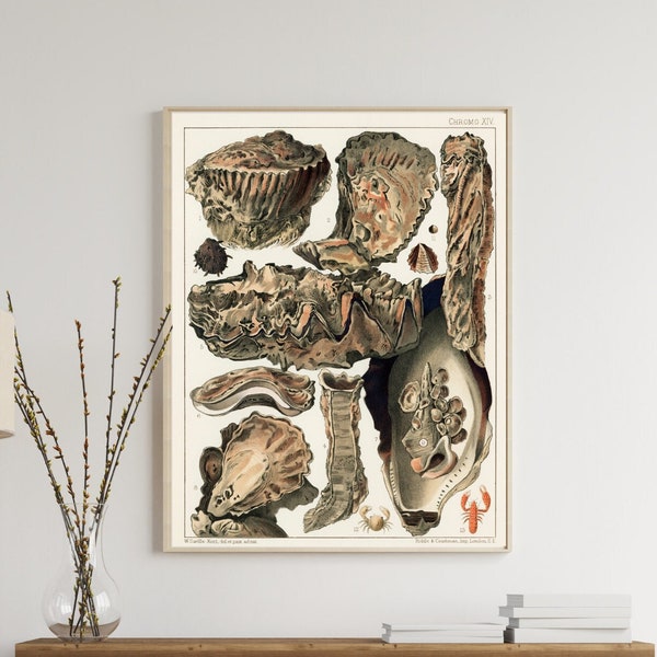 Oysters of the Great Barrier Reef Printable – Instant Download – 1800s Vintage Australian Wall Art – Natural History