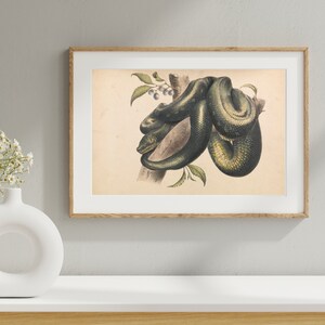 Vintage illustration of a diamond python (Morelia spilota spilota) displayed as a print. The main colours are green and brown.