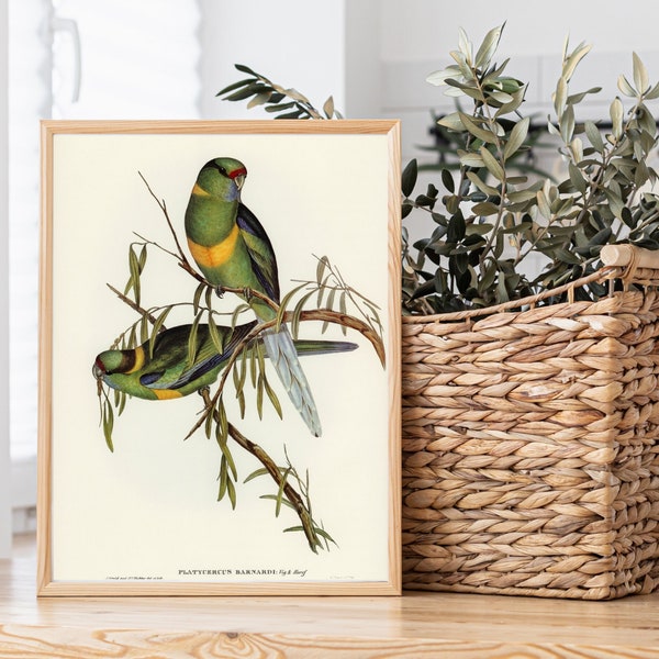 Mallee Ringneck Parrots Printable – Instant Download – 1800s Vintage Australian Wall Art – Natural History