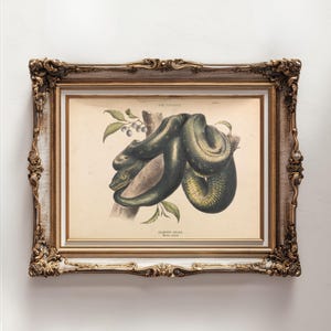 Diamond Python Printable – Instant Download – 1800s Vintage Australian Wall Art