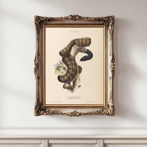 Schwarzkopf-Python Printable - Sofortiger Download - 1800er Vintage Australische Wandkunst