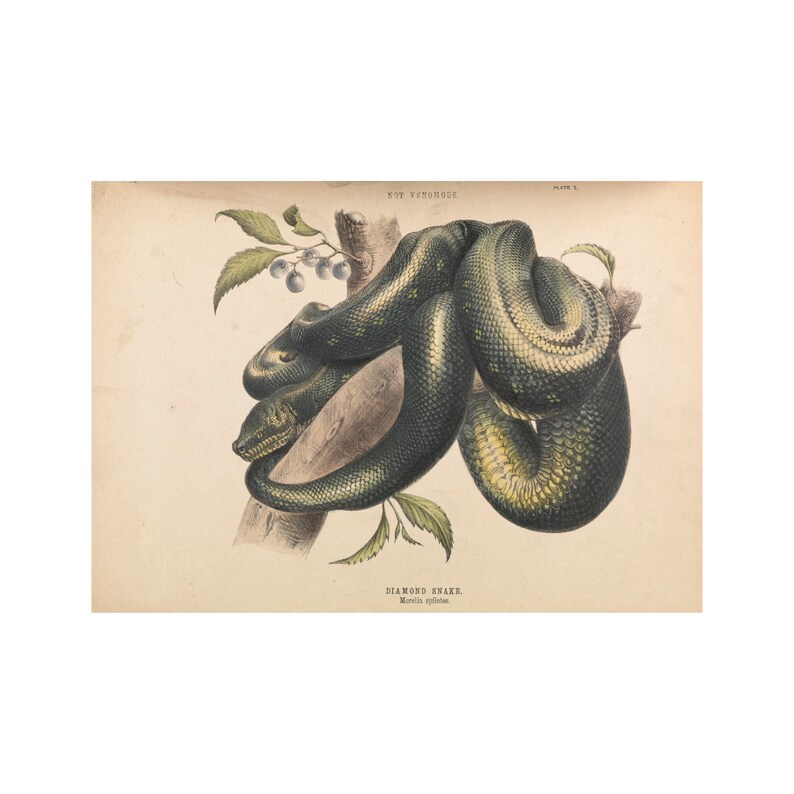 May include: An antique illustration of a Diamond Snake, coiled around a tree branch with leaves and berries. The snake is depicted in shades of green and yellow, with the text "DIAMOND SNAKE" and "Morelia spilotes" below.