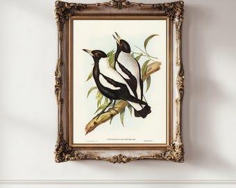 Urracas imprimibles – Descarga instantánea – Arte mural australiano vintage del siglo XIX