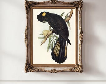 Yellow-Tailed Black Cockatoo Printable – Instant Download – 1800s Vintage Australian Wall Art