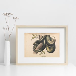 May include: Framed vintage botanical print featuring a detailed illustration of a green snake coiled around a tree branch. The print has a cream-colored background and is encased in a light wood frame, adding a touch of natural decor.