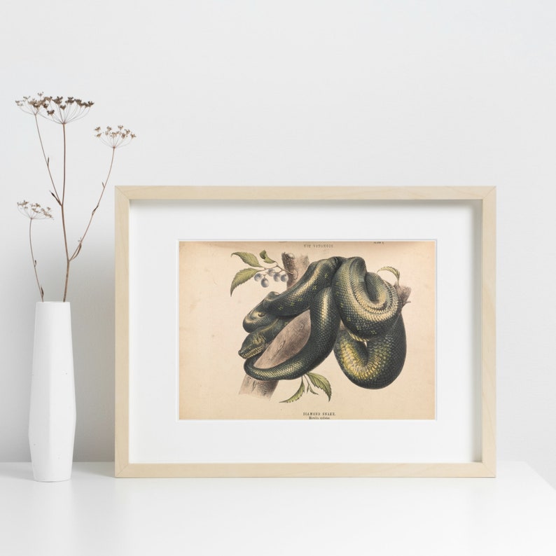 May include: Framed vintage botanical print featuring a detailed illustration of a green snake coiled around a tree branch. The print has a cream-colored background and is encased in a light wood frame, adding a touch of natural decor.