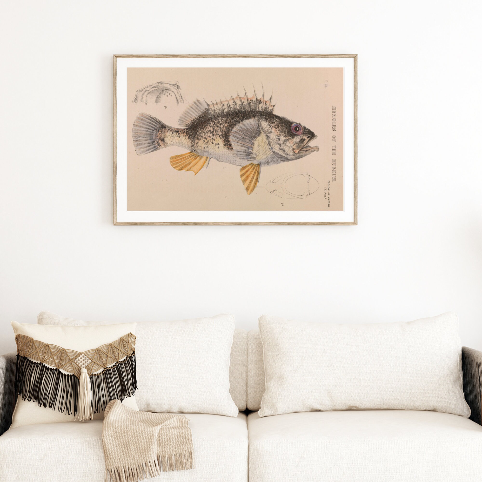 Reef Ocean Perch Printable – instant Download – 1800s Vintage ...